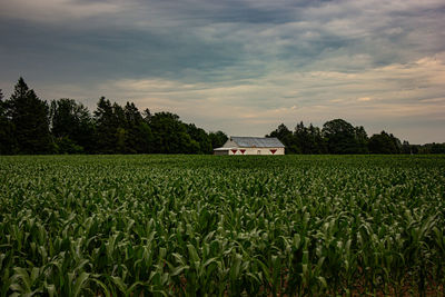 Scenic view of agricultural field against sky