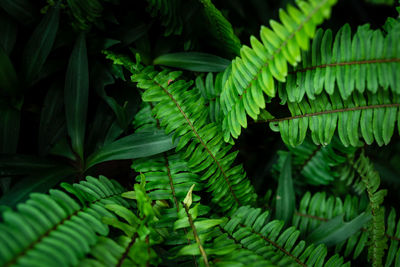 Close-up of fern leaves