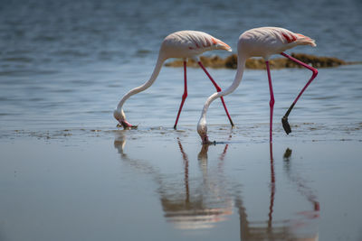 Birds in a lake