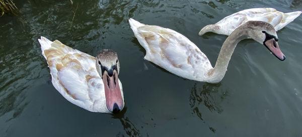 High angle view of swans swimming in lake