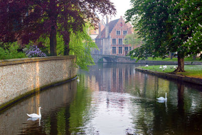 View of swans on river
