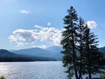 Pine tree by lake against sky