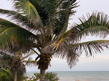 Palm tree by sea against sky