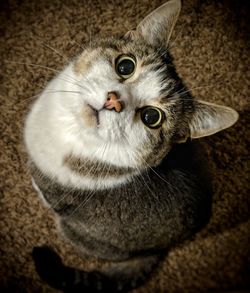 Close-up portrait of a cat