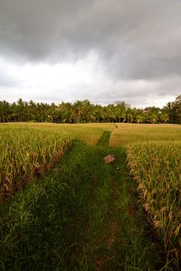 Scenic view of agricultural field against sky