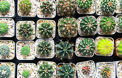 Full frame shot of potted plants