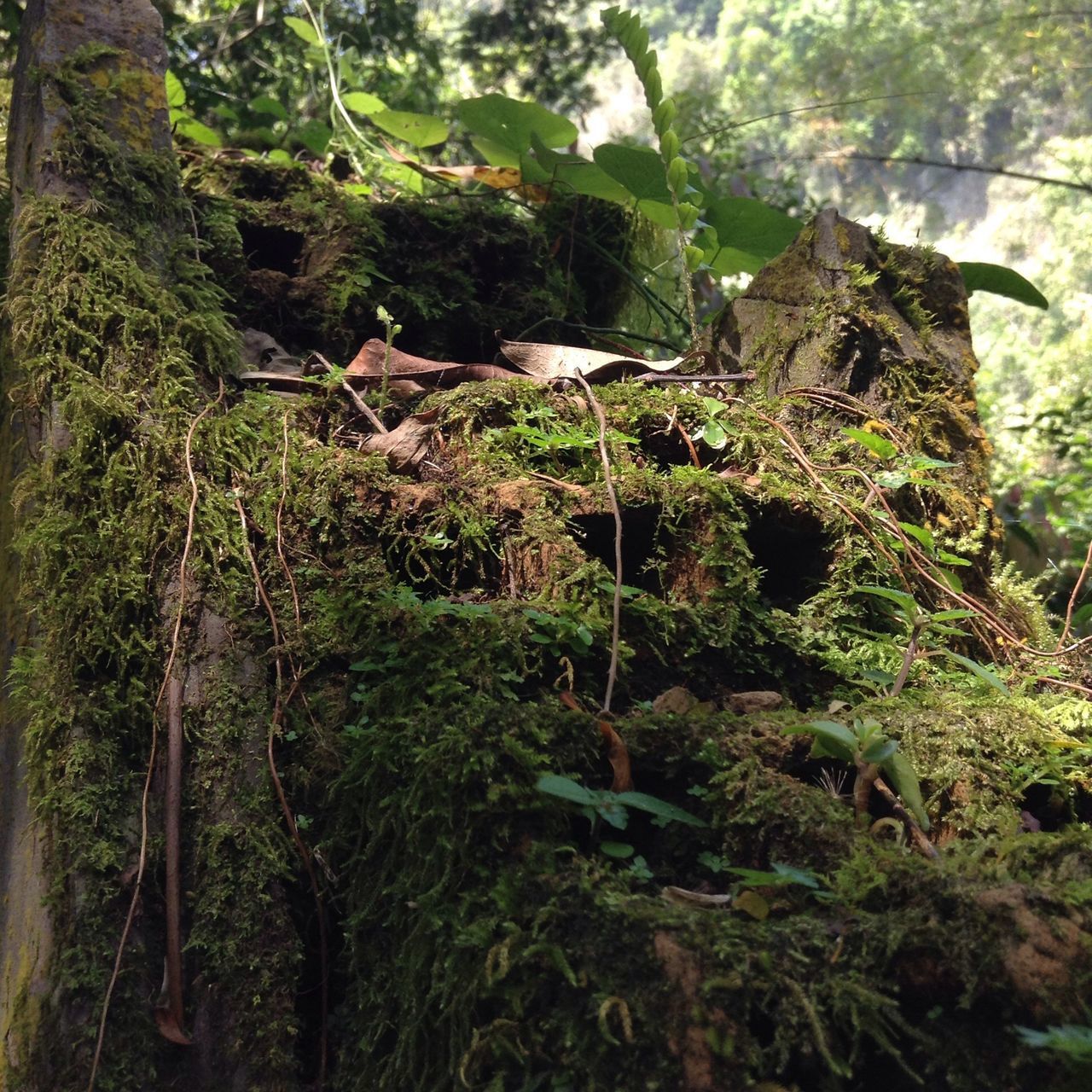 tree, forest, growth, nature, tranquility, rock - object, tree trunk, beauty in nature, plant, tranquil scene, moss, branch, rock formation, scenics, rock, non-urban scene, day, outdoors, green color, no people