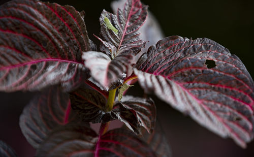 Close-up of red flowering plant against black background