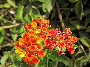 Close-up of red flowers