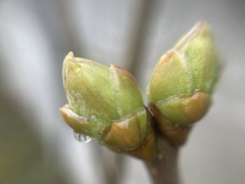 bud