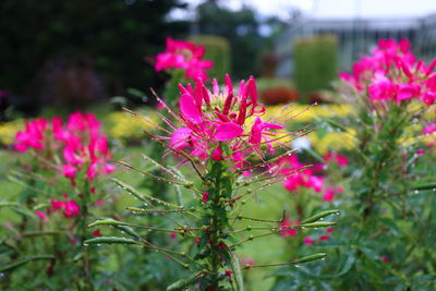 Close-up of pink flowering plants in park