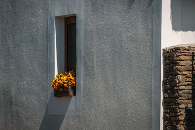 Close-up of yellow flowers in window