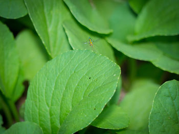 Close-up of fly on leaf