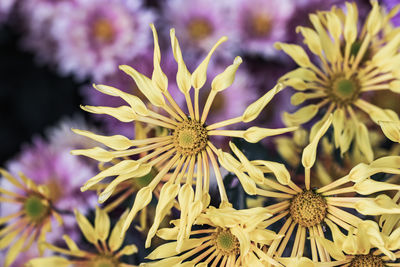 Close-up of yellow flowering plant