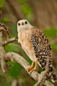 Close-up of owl perching on branch