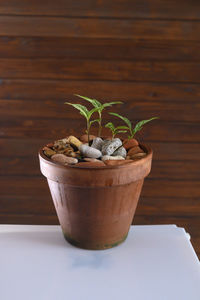 Close-up of potted plant on table