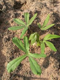 Close-up of plant growing on field