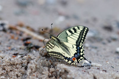 Close-up of butterfly