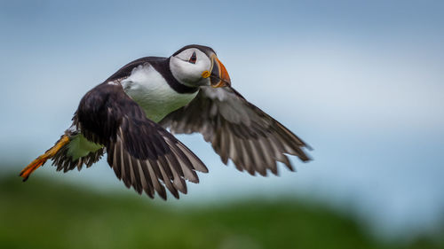 Puffin flying in mid-air