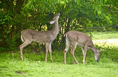 Deer standing in a field