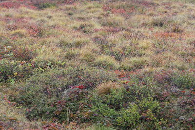 Full frame shot of bush on land