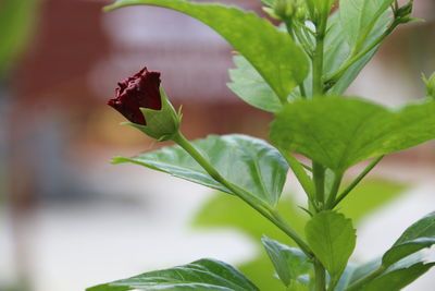 Close-up of flowering plant