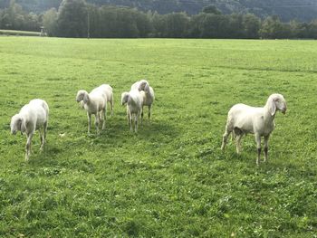 View of sheep on grassy field