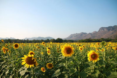 Scenic view of sunflower field against clear sky