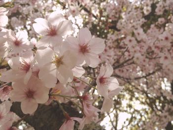 Pink flowers blooming on tree