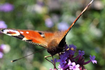 Close-up of butterfly on purple flower