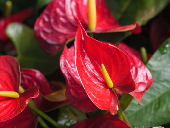 Close-up of red tulip