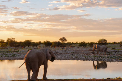 View of elephant in lake against sunset sky