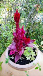 Close-up of red flowers