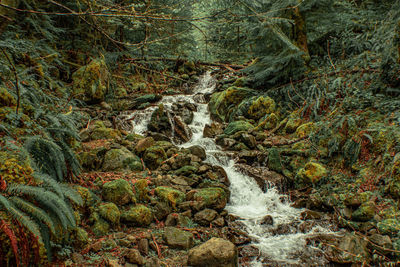 Stream flowing through rocks in forest