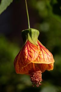 Close-up of orange flower blooming outdoors