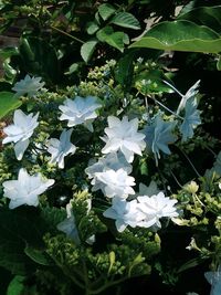 View of white flowers