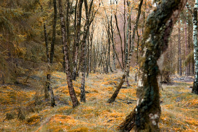 Pine trees in forest during autumn