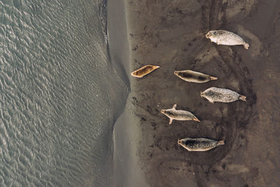 Directly above shot of sea lion on beach