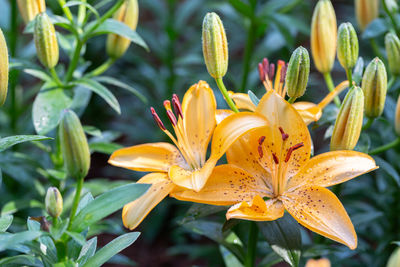 Close-up of yellow lilies