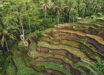 Scenic view of rice paddy