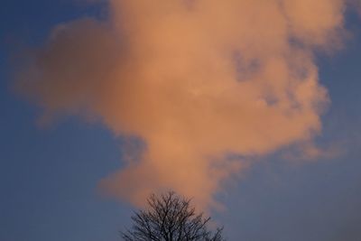 Low angle view of tree against sky during sunset