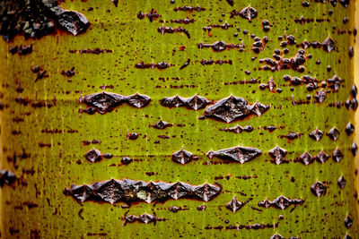 Full frame shot of tree trunk