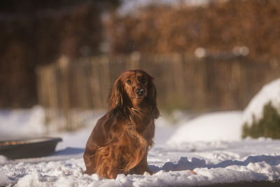 Dog on snow field