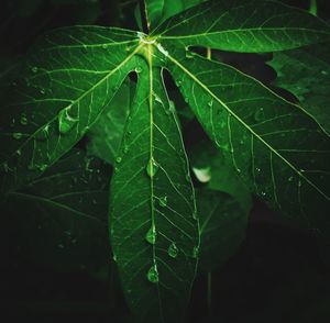 Close-up of wet plant leaves