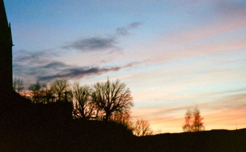 Silhouette of trees at sunset