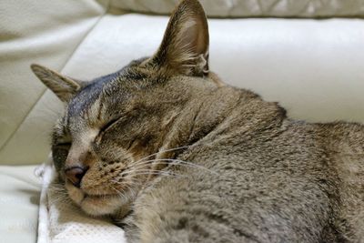 Close-up of cat sleeping on sofa at home