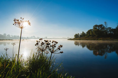 Plants growing by lake against sky