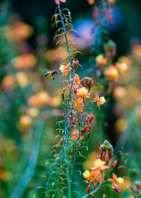 Close-up of flowering plant