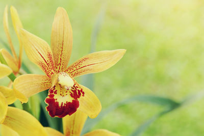 Close-up of yellow flowering plant