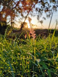 Close-up of grass growing on field